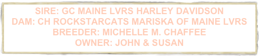 SIRE: GC MAINE LVRS HARLEY DAVIDSON 
DAM: CH ROCKSTARCATS MARISKA OF MAINE LVRS 
BREEDER: MICHELLE M. CHAFFEE 
OWNER: JOHN & SUSAN